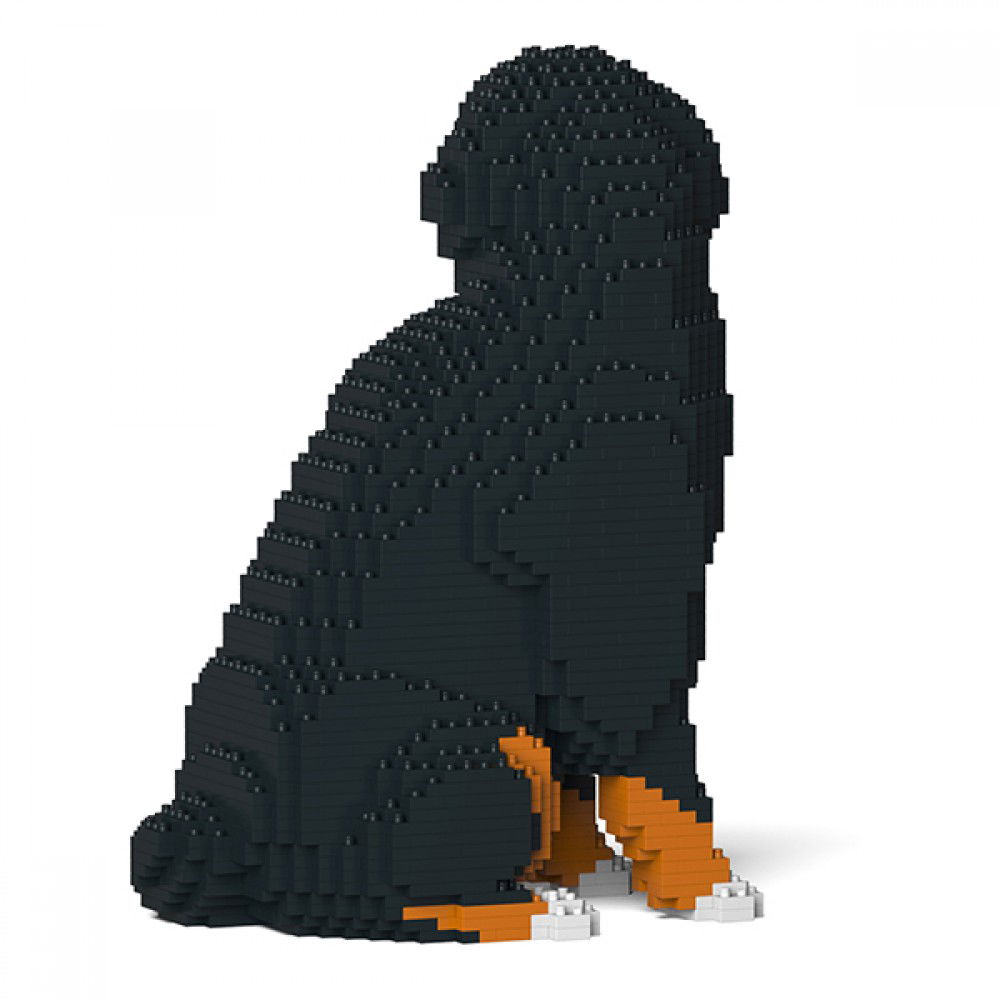 Jekca-Berner-Sennenhund_8
